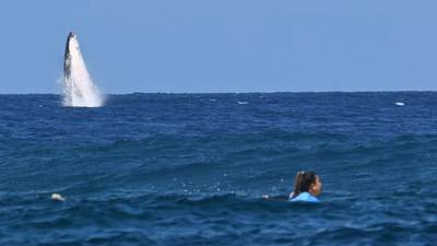 Paris Olympics: Whale jumps during surfing competition