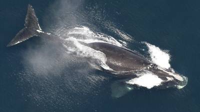 Right whale population grows 4% but extinction remains a threat