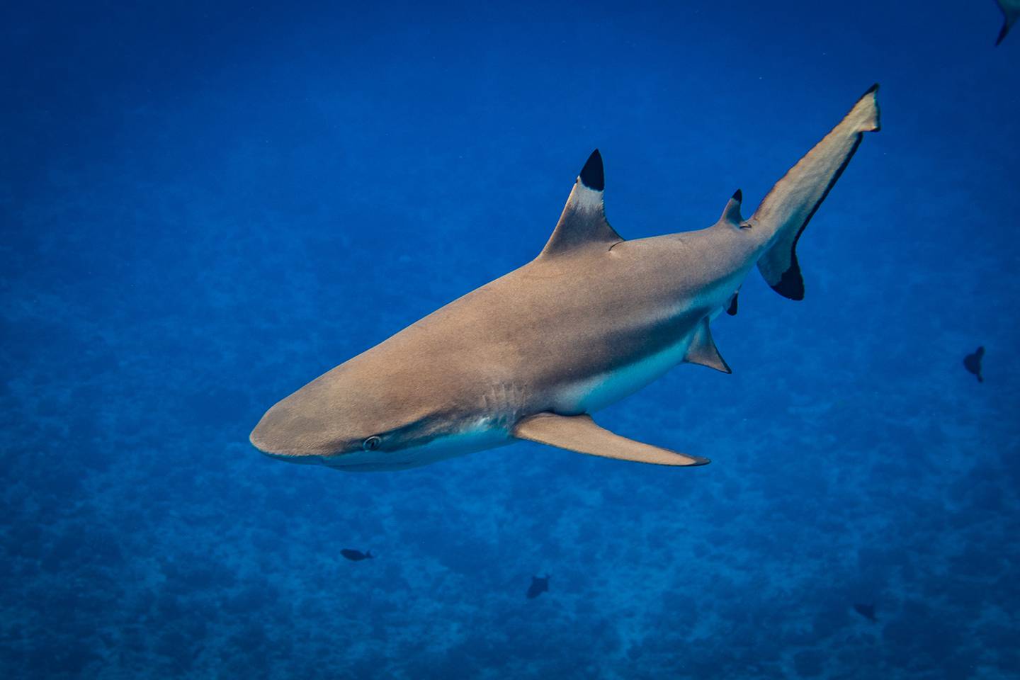 Голубая акула фото стейк