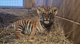 Jacksonville Zoo asks public to vote for new tiger cub name