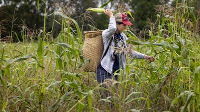 Spring rains destroyed a harvest important to the Oneida tribe. Farmers are working to adapt