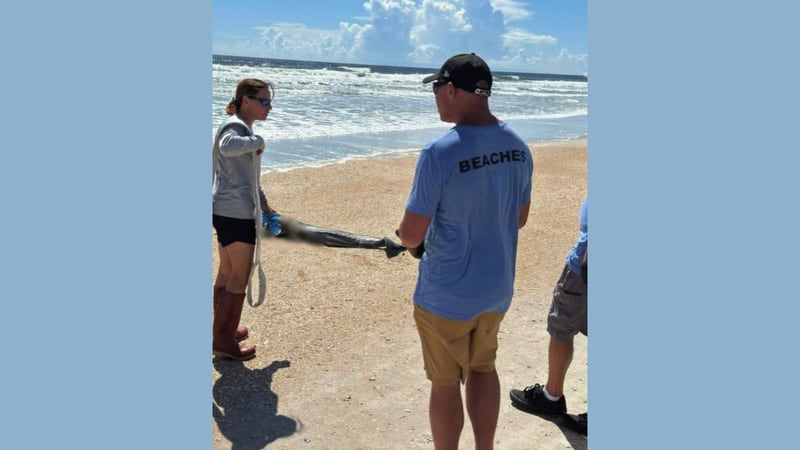 Dead dolphin recovered from St. Augustine Beach