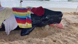 Newborn sperm whale calf stranded near Marineland