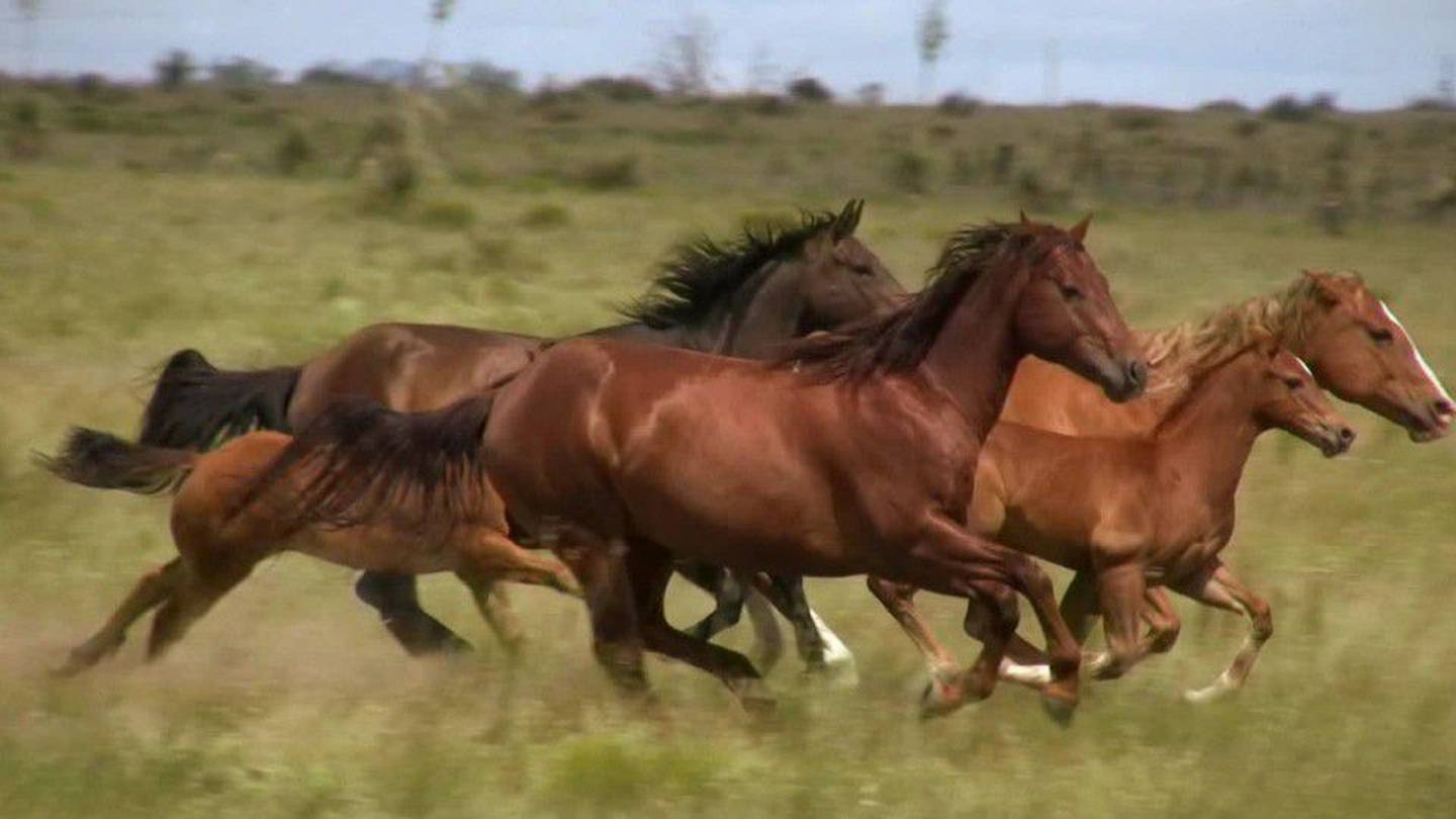 Засадил лошади. Дикие Мустанги в Ростовской области. Стадо лошадей. Лошадь бежит. Табун лошадей.