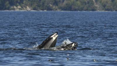 A bewildered seal found itself in the mouth of a humpback whale