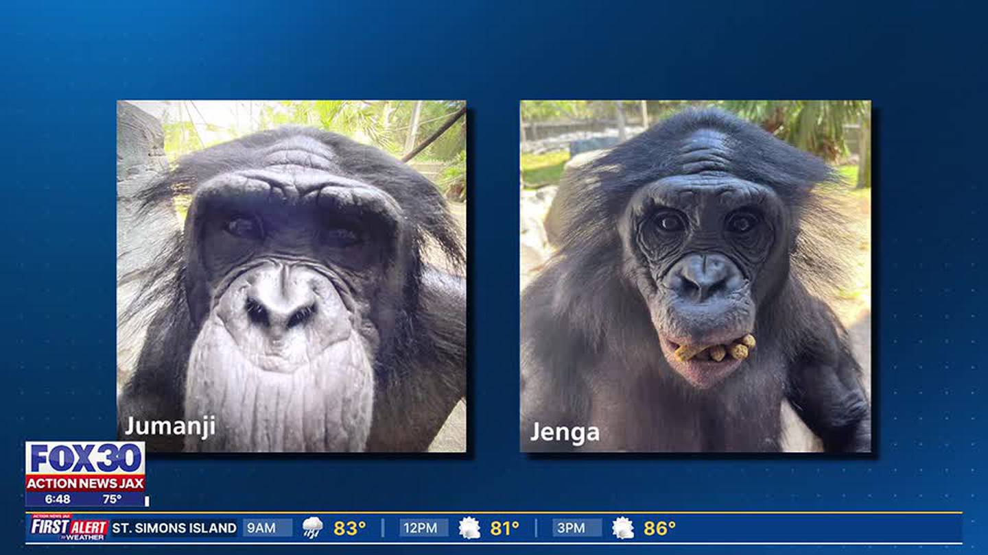 Jacksonville Zoo mourns loss of bonobos due to Shigella infection