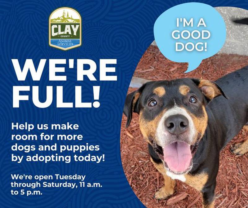 Help dogs and cats in Clay County by adopting or long-term fostering.