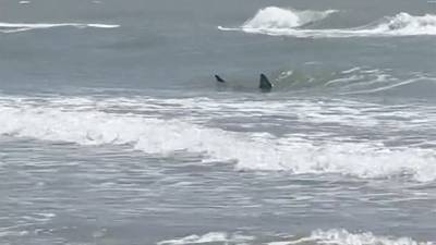 Shark attacks reported at Texas' South Padre Island; 2 people bitten, at least 1 severely