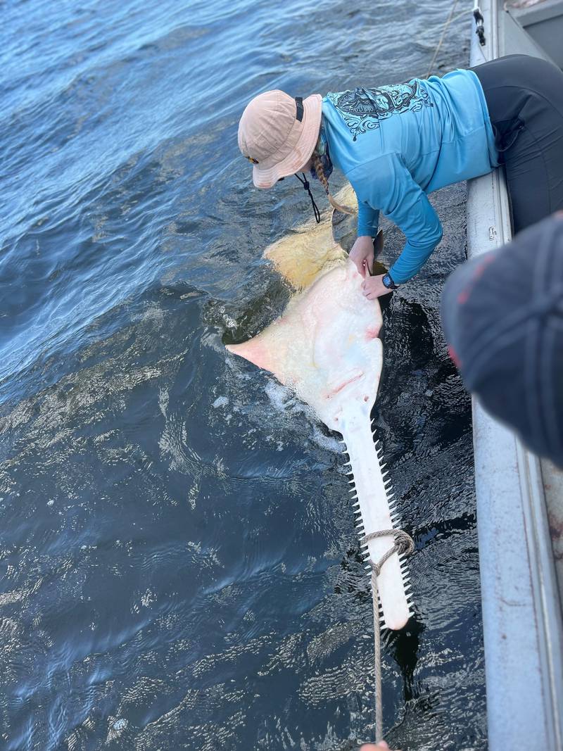 UNF biology tags first sawfish in 16 years of surveying sharks in Northeast Florida and Southeast Georgia.