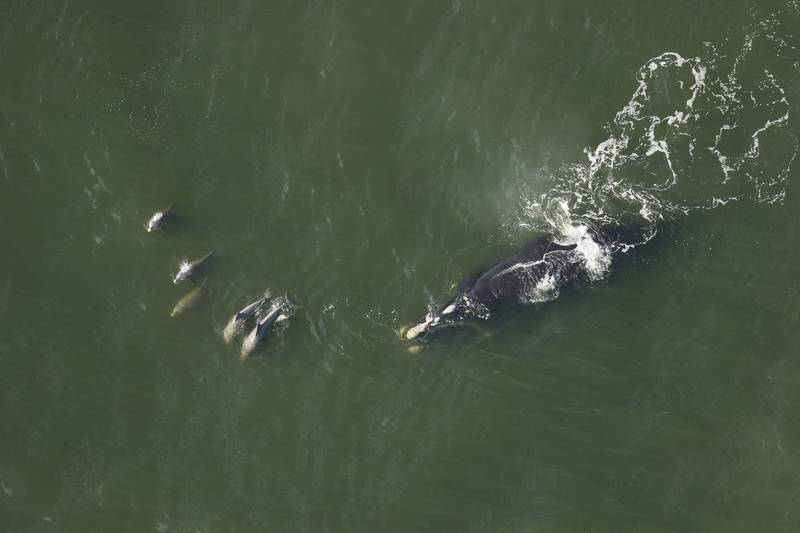 Catalog #1308 was once again sighted off St. Augustine Beach on Jan. 24, 2024. She's a one-year-old right whale who's been described as being newly independent.
