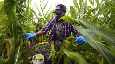 Refugees in New Hampshire turn to farming for an income and a taste of home