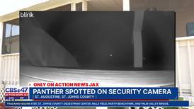 EXCLUSIVE: St. Augustine family catches possible panther on doorbell camera