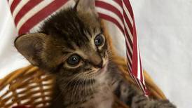 JHS and THE PLAYERS team up to keep pets safe this July 4th with tips and discounted adoptions